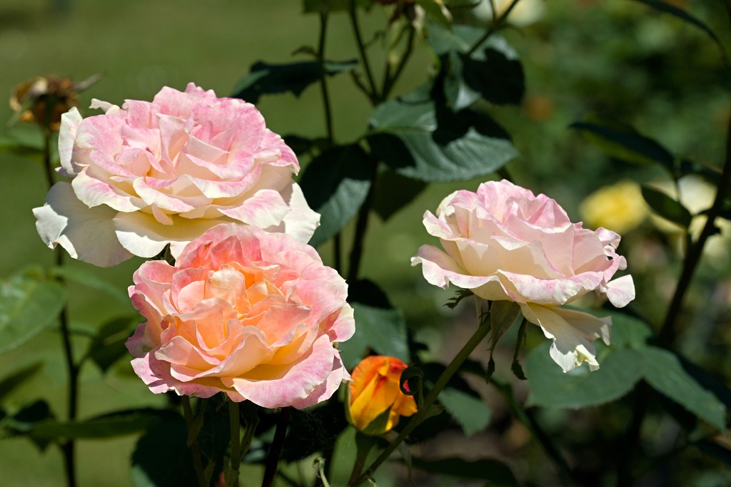 Rozentuin van Coloma